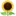🌻